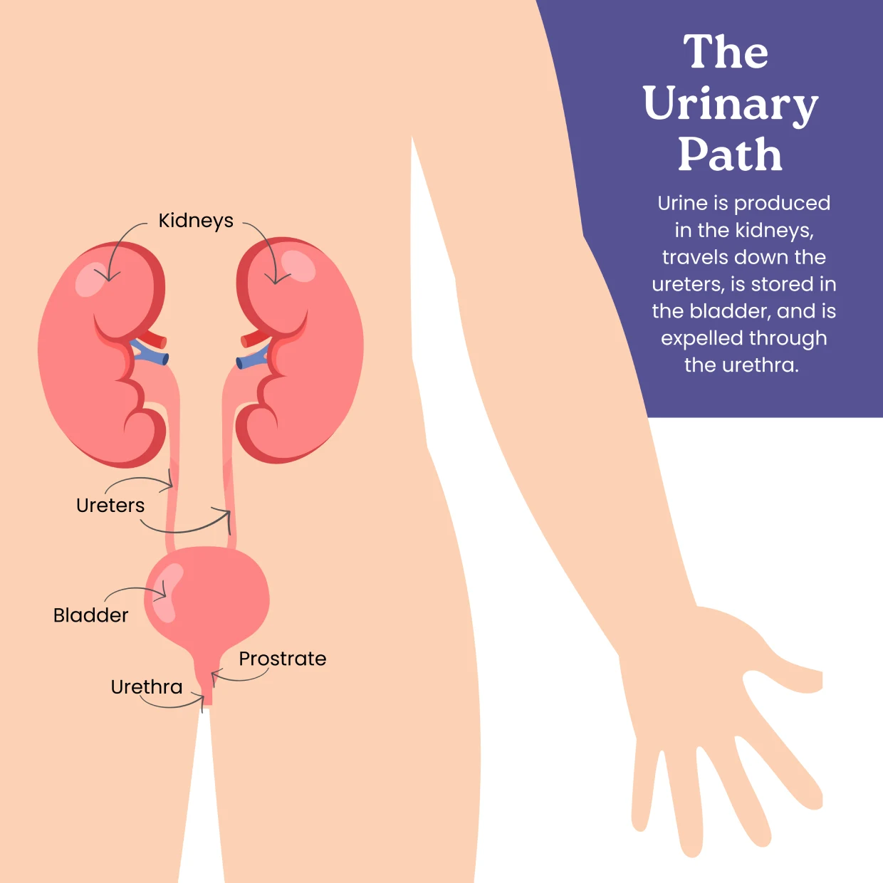 Urinary System